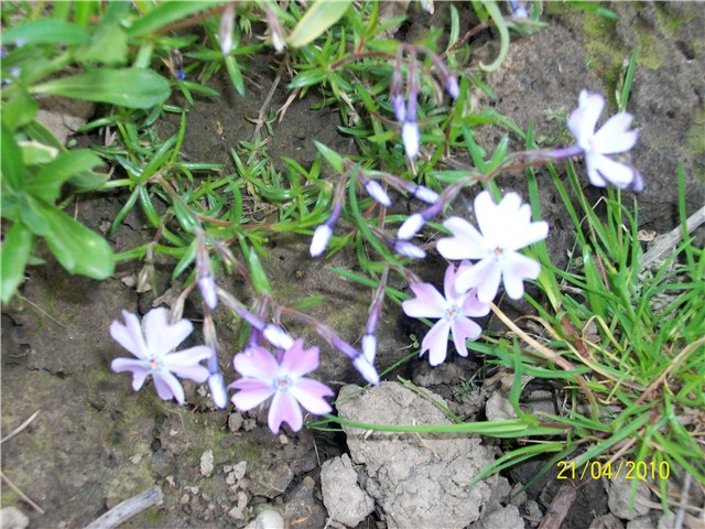 niski floks - lat. phlox subulata